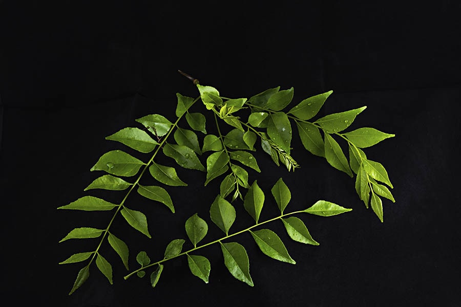 curry leaves